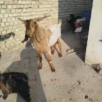 یک عدد پازن یک عدد کهره بربری