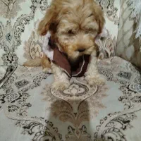 توله شیتزو تریر دو ماهه