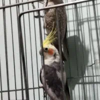 ی جفت عروس هلندی