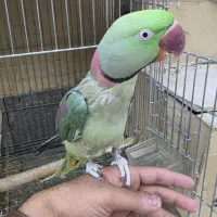 یک جفت شاه طوطی کینگ