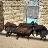 شیشک قزل افشار،بره