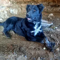 توله قدرجونی