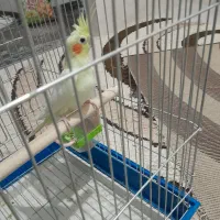 عروس هلندی نر