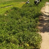 استخدام کارگروحسابداربرای شرکت سبدزنی