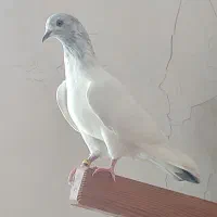 فروش کبوتر شیخی
