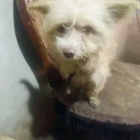 واگذاریک سگ ماده اشپیزتریر خوشگل وناز|سگ|مشهد, خلق آباد سفلی|دیوار