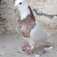 کبوتر،طوقی معاوضه با ماده|پرنده|بیستون, |دیوار