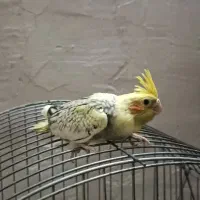 جوجه عروس هلندی دان خور شده
