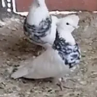 کفتر طوقی اصیل معاوضه با قناری  و عروس هلندی