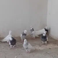 ۱۰ عدد طوقی|پرنده|اصفهان, شهرستان|دیوار