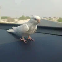 عروس هلندی گم شده