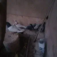 کبوتر کله دمبی و سفید و دم سفید وطوقی و...|پرنده|شیراز, زیباشهر|دیوار