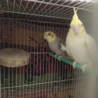 جفت عروس هلندی