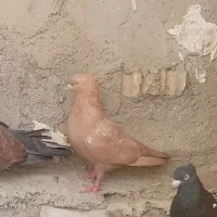 چهارتاکبوتررنگی