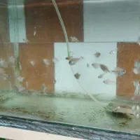 ماهی کالر سفید