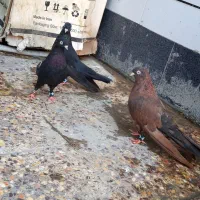 جفت زاغ و یه نر سرکه ایی