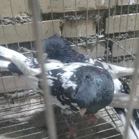 کله سیاه قواره دار|پرنده|اهواز, پردیس|دیوار