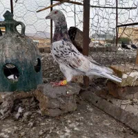 زرد هفرنگ نر اث