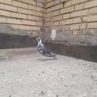 کبوتر فروشی
