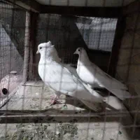 یک جفت کفتر پرشی|پرنده|شهریار, شهرک مصطفی خمینی|دیوار