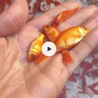 ماهی قرمز سرحال