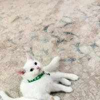 بچه گربه بیریتیش سفید چشم آبی