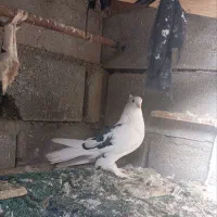 کفتر بهرنگی خیلی عالی پول نیازم800