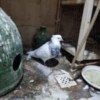 طوقی|پرنده|رباط‌کریم, مسکن مهر آبشناسان|دیوار