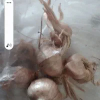 پیاز زعفرون