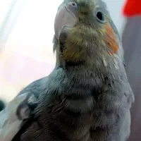 عروس هلندی|پرنده|باخزر, |دیوار