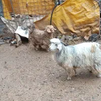 دو عدد بزغاله درجه یک ،گوسفند،بره|حیوانات مزرعه|جوانرود, |دیوار