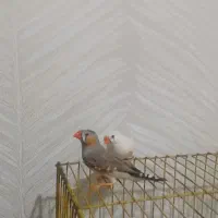 یک چفت فنچ مولد|پرنده|اندیشه, اندیشه فاز ۱|دیوار