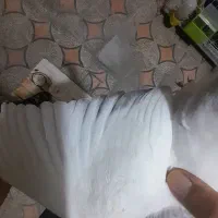 کبوتر دم کوهی نردر رامهرمز|پرنده|اهواز, ۲۴ متری|دیوار