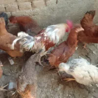 خروس رسمی|حیوانات مزرعه|قلقل رود, |دیوار