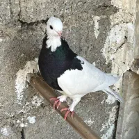 کبوتر طوقی ماده|پرنده|جم, |دیوار