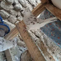 کبوترتهرانی|پرنده|حبیب آباد, |دیوار