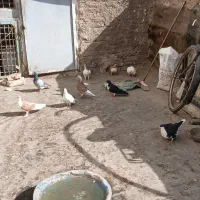 تعدادی کبوتر فروشی