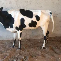 فروش گاو  هلشتاین همراه گوساله