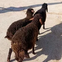 3 عدد بره نر و ماده