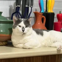 واگذاری گربه زیبا و تپل