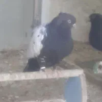 ۷ عدد ماده جهت معاوضه با پلاکی یا فروش
