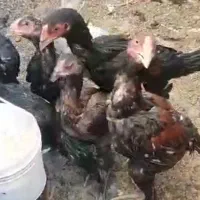 خروس لاری افغان وارداتی