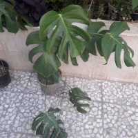 بنفشه افریقایی و گندمی .پنجره.سینگونیوم .انجیری|گل و گیاه طبیعی|رشت, علی آباد|دیوار