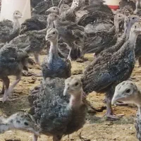 جوجه بوقلمون