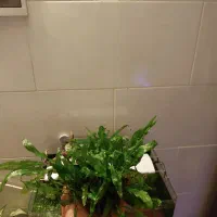 جاوا /آکواریوم /گیاه/ماهی
