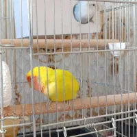 کوتوله برزیلی|پرنده|شیراز, داریون|دیوار