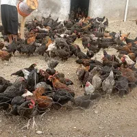 خروس و مرغ محلی عمده