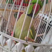 طوطی|پرنده|مهدی شهر, |دیوار