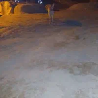 سراب اسل|سگ|بیجار, |دیوار