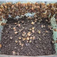 حلزون|خزنده|مشهد, شاهد (شهرک غرب)|دیوار